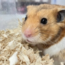 ✨最新画像あります✨⭐️ゴールデンハムスター⭐️男の子2022年12月生まれ