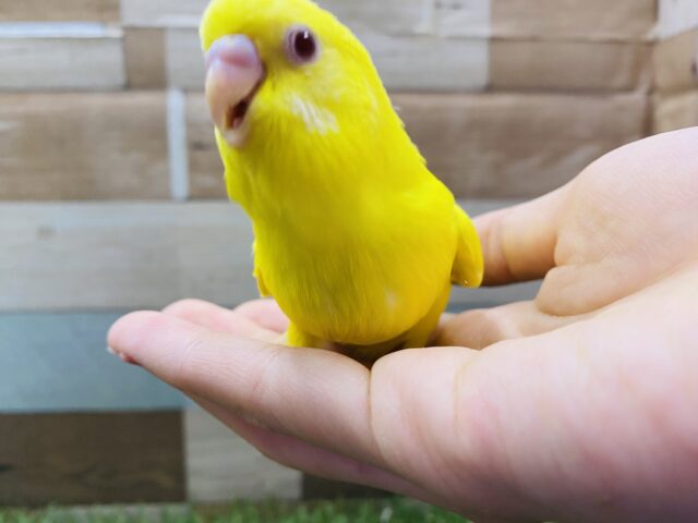 セキセイインコ