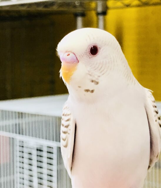 珍しさに驚き注意！　セキセイインコ　R５　８／１２撮影