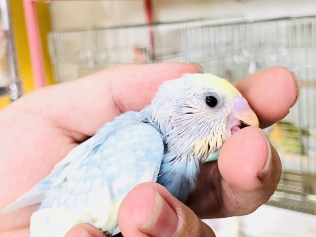 セキセイインコ