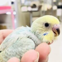 レインボー系カラー入舎です　セキセイインコ　R５　８／１２撮影