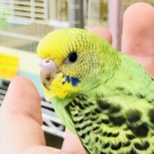 このカラーのイメージが強い方もいるのでは？　セキセイインコ　R５　８／１２撮影