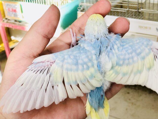 セキセイインコ