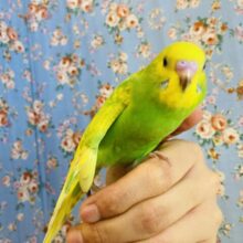 最新画像🌟スサーッ🫧凛々しく登場です❤︎手乗りセキセイインコ(グリーンスパングル)✨