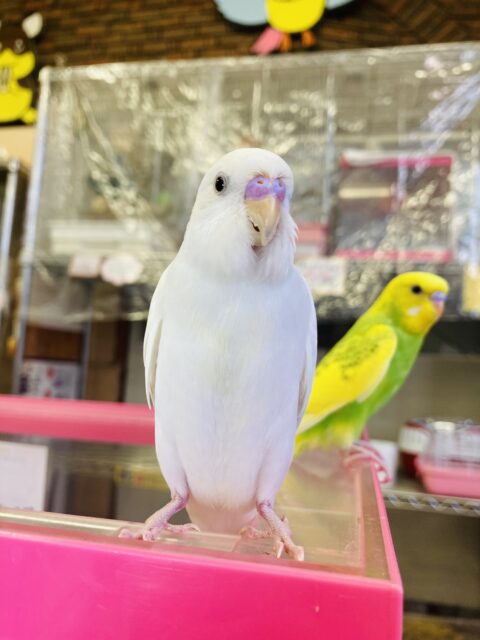 セキセイインコ