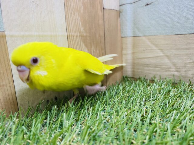 セキセイインコ