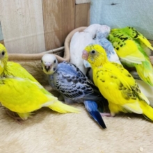 お盆期間限定🌻セキセイインコのヒナヒナちゃん大集合！！
