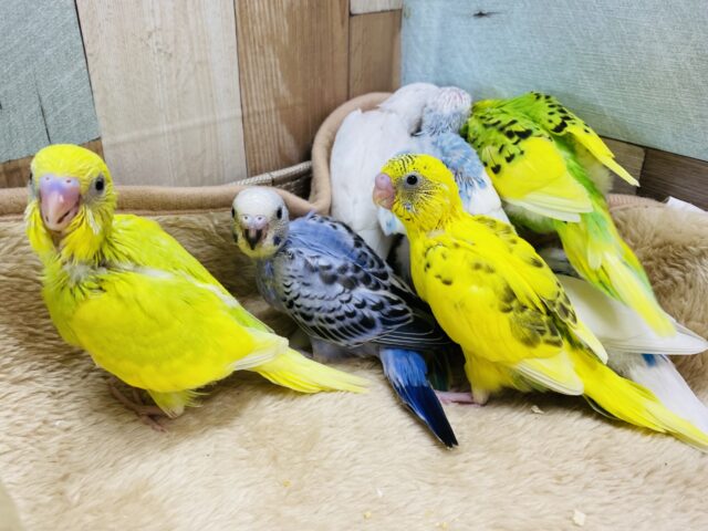 お盆期間限定🌻セキセイインコのヒナヒナちゃん大集合！！