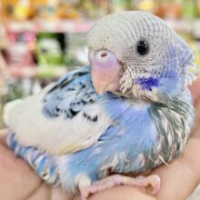 空色な姿にキュン💙セキセイインコ(ブルーパイド)2023年7月生まれ