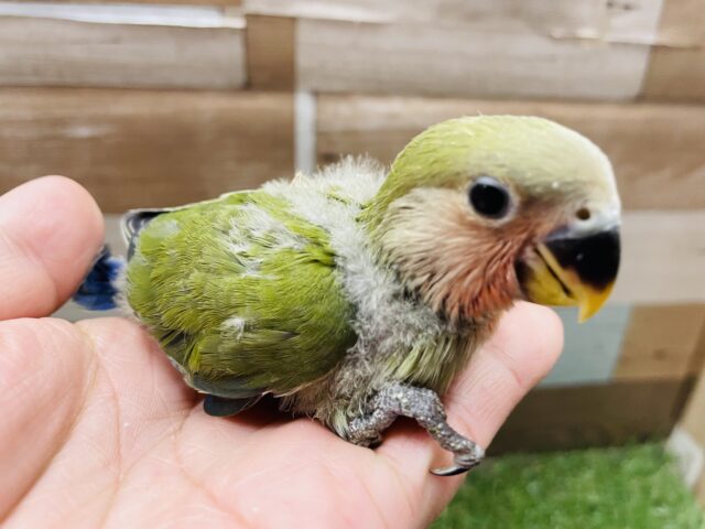 コザクラインコ（小桜インコ）