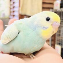 少しむちむち？パステル系セキちゃん　セキセイインコ　R５　８／１２撮影