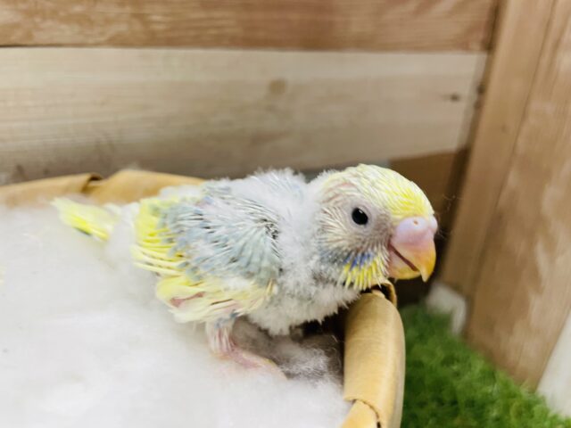 セキセイインコ