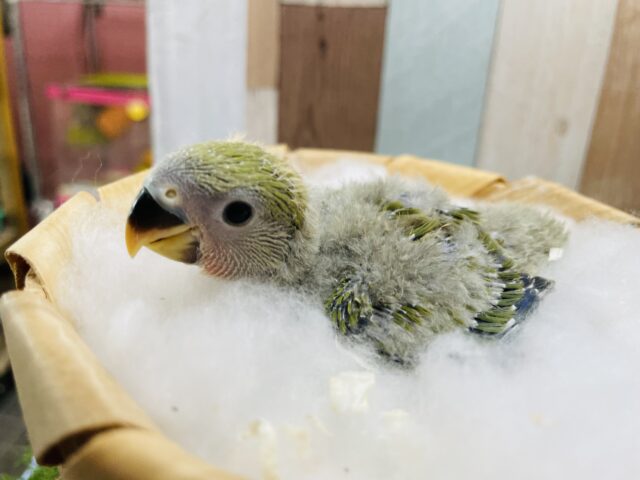 コザクラインコ（小桜インコ）