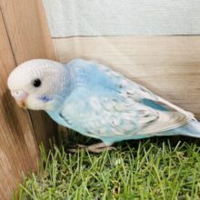 最新画像あります☆青空のような綺麗なコ！セキセイインコのスパングル！