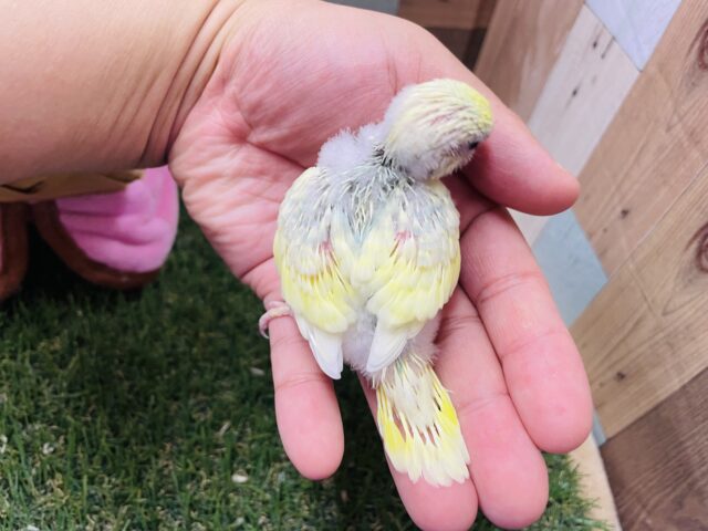 セキセイインコ