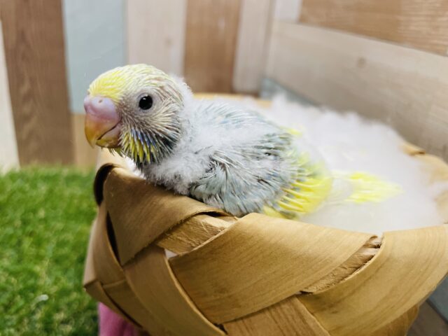 セキセイインコ