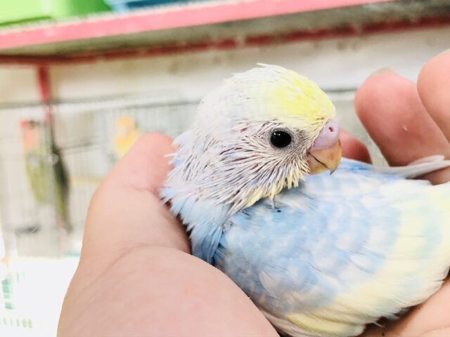 セキセイインコ