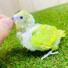 底抜けのポジティブ着こなして〜👗　セキセイインコ　スパングル