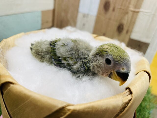 コザクラインコ（小桜インコ）