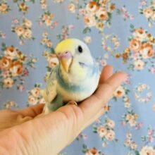 最新画像🌟とってもかわいいクリームソーダカラー🫧手乗りセキセイインコ(スカイブルー)✨