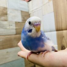 最新画像有り！水色×白🤍💙涼しさを感じられます！セキセイインコ（パイド）