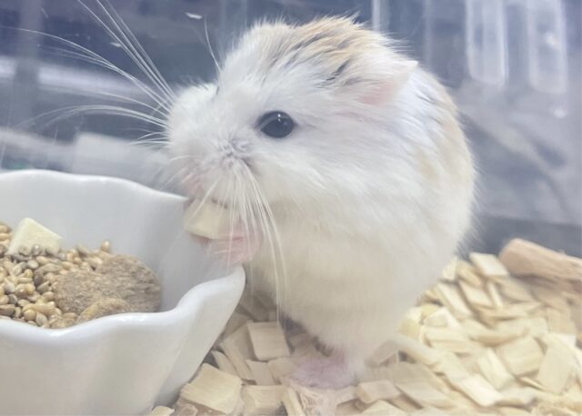 ✨最新画像あります✨素早いでぇ〜🐹💨ロボロフスキーハムスター(ブラウンパイド)男の子2022年12月生まれ ロボロフスキーハムスター