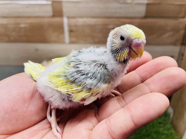 セキセイインコ