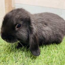 元気いっぱいに走り回ります‼️ロップイヤーラビットのブラック！