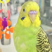 ✨️最新画像あります✨️手乗りちゃん！セキセイインコ(ノーマルグリーン)2023年6月生まれ