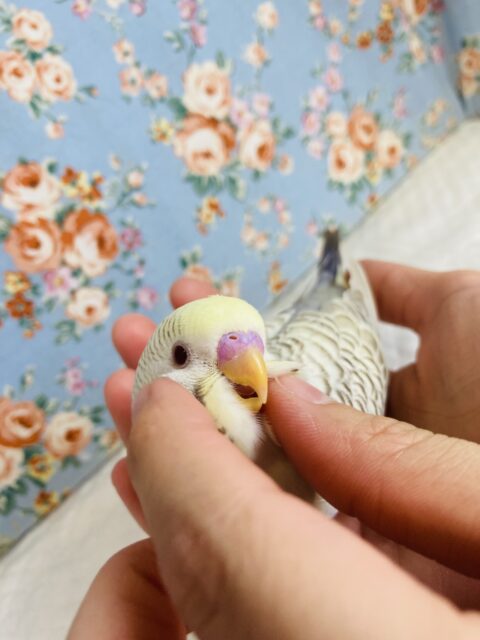 初入舎です❢❢レアカラーのベタ慣れさん❤︎手乗りセキセイインコ(ファロー)🪶✨