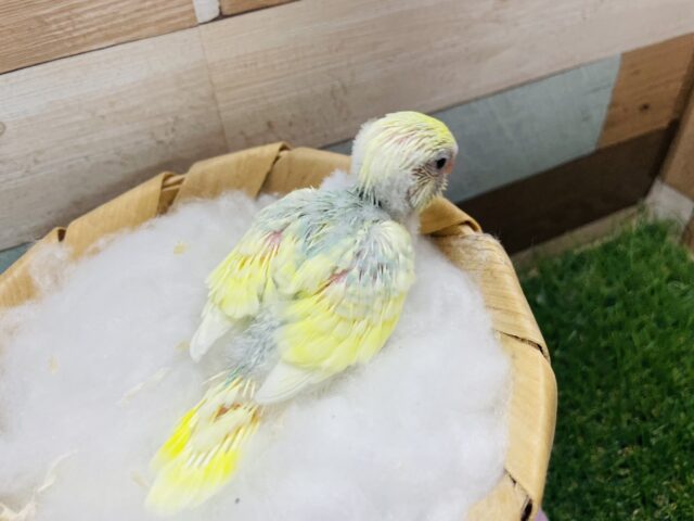 セキセイインコ