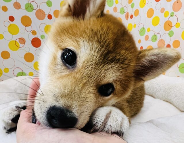 久しぶり！柴犬の女の子が来ました！！！