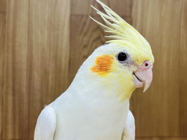 あそび好き♡オカメインコ(ルチノー)