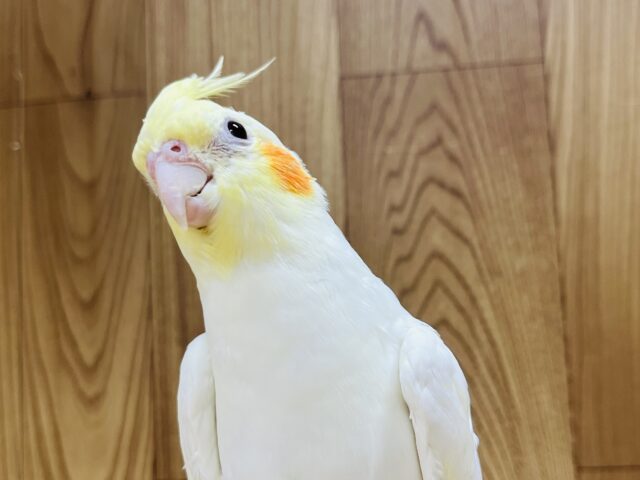 オカメインコ