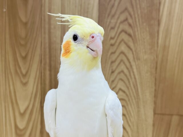 オカメインコ