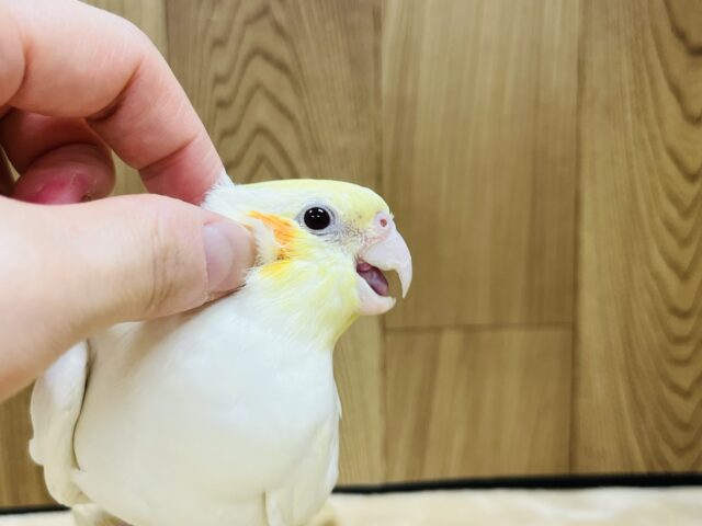 オカメインコ