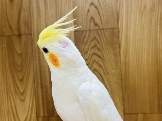 オカメインコ