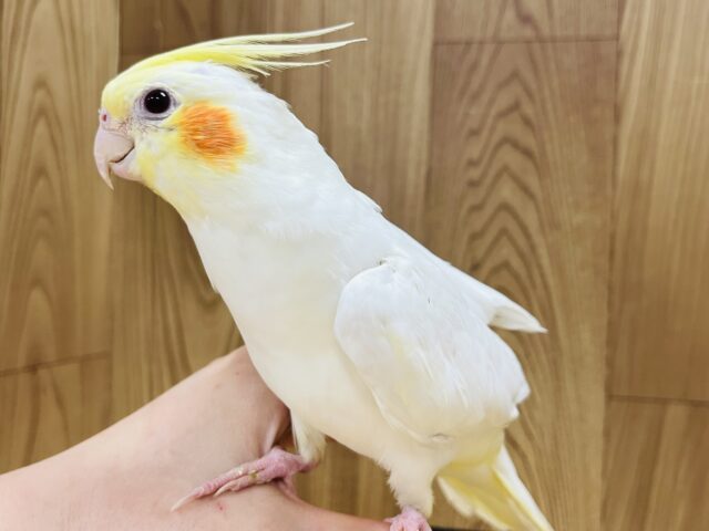 オカメインコ