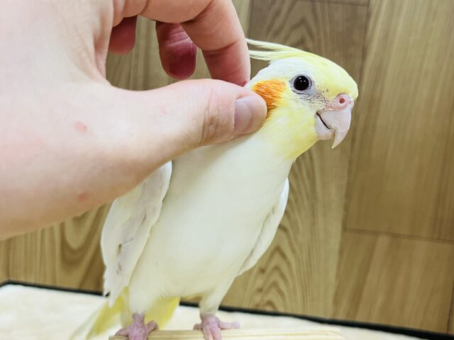 オカメインコ