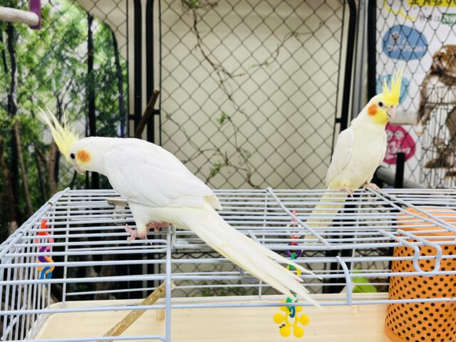 オカメインコ