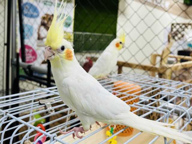 オカメインコ