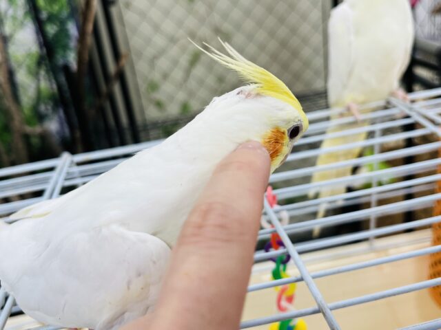 オカメインコ