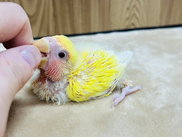 コザクラインコ（小桜インコ）