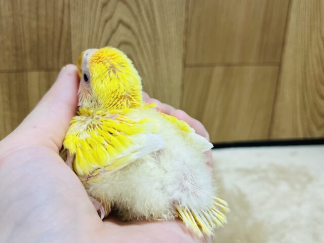 コザクラインコ（小桜インコ）