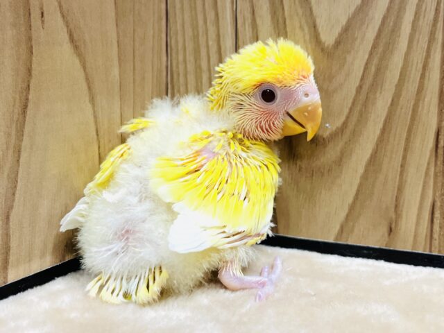 元気いっぱい！ビタミンカラー🍋コザクラインコ(ルチノー) ヒナ