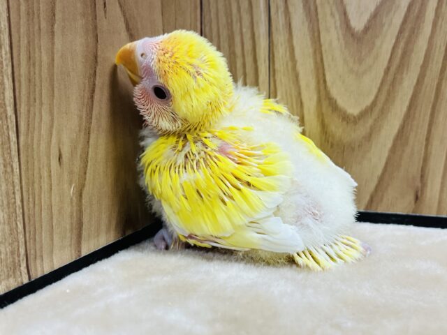 コザクラインコ（小桜インコ）