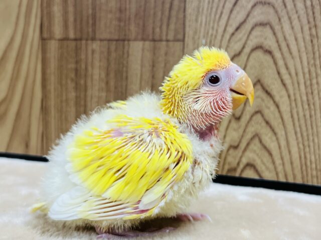 コザクラインコ（小桜インコ）