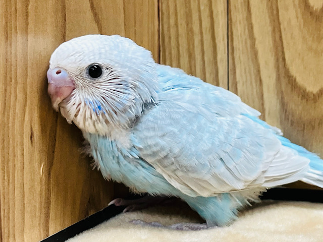 ヨチヨチ歩き‪☆涼しげカラー💙セキセイインコ(スパングル) ヒナ