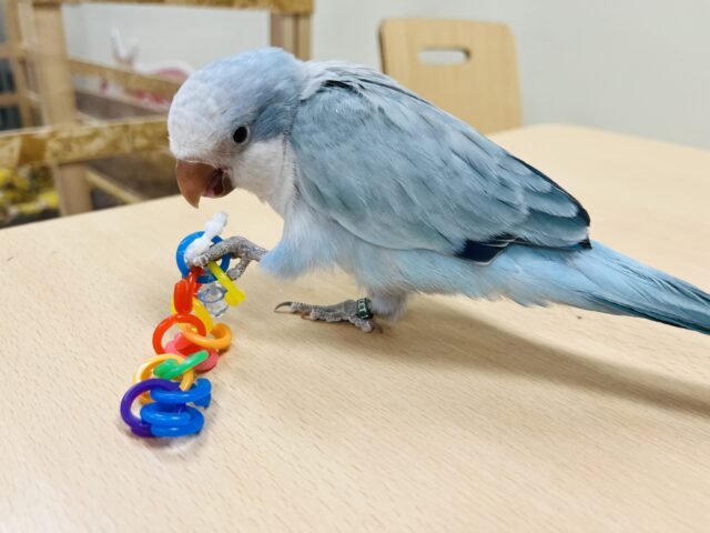 オキナインコ