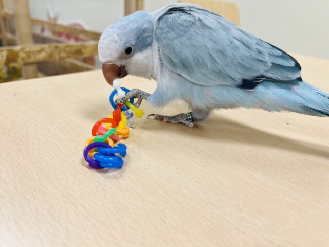 オキナインコ